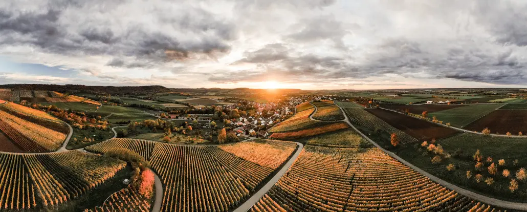 Weinberge