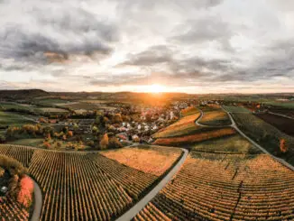 Weinberge