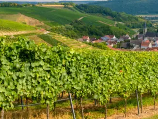 Weinberg; Beckstein; Heilbronn-Franken; Sommer; Taubertal