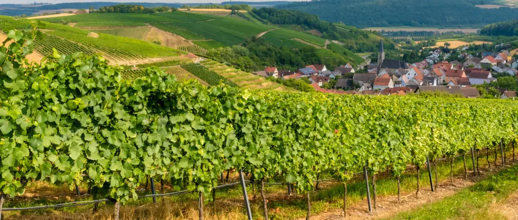 Weinberg; Beckstein; Heilbronn-Franken; Sommer; Taubertal
